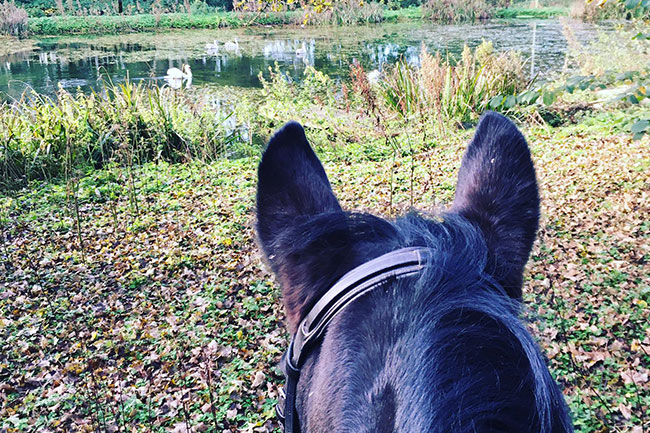 Horse Riding on Riddell Estate