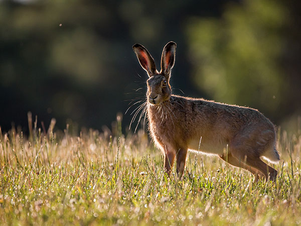 Hare on Riddell Estate