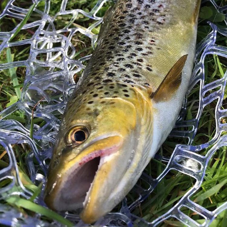 fly fishing trout in net